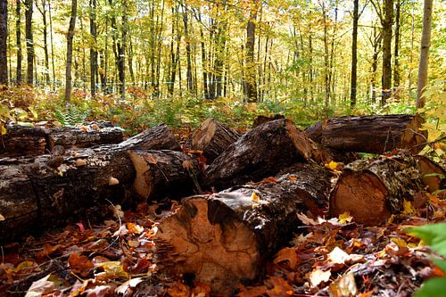 In de esdoornboomgaard in de herfst