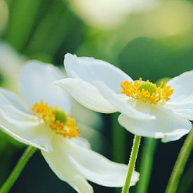 Fleurs sur Jacqueline Zwakenberg