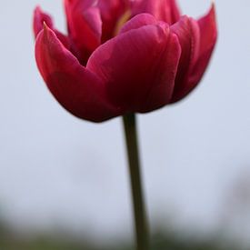 Tulpe in pink von Simone Marsig