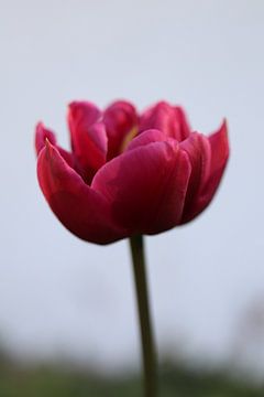 Tulp in het roze van Simone Marsig