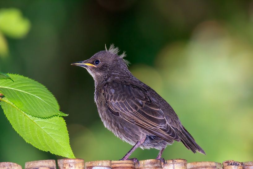 Ein junger Star sitzt auf dem Zaun von ManfredFotos