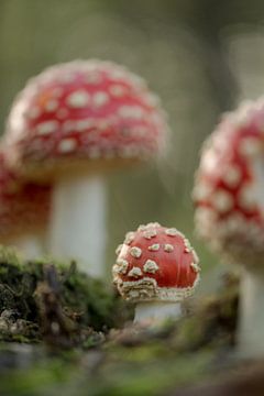 Young fly agaric by Moetwil en van Dijk - Fotografie