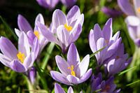 Crocus lilac