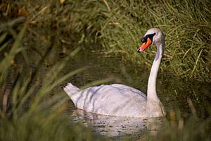 Cygne sur Rob Boon