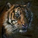 The eye of the tiger! by Edith Albuschat thumbnail