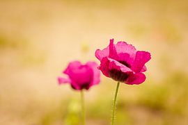 Mohn-rosa von Matty Maas