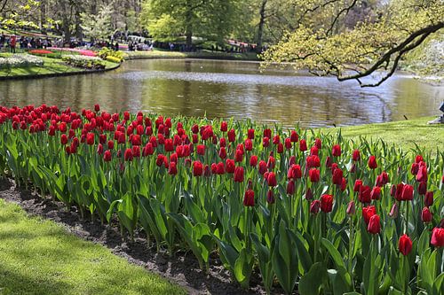 rote tulpen