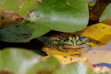 Der grüne Frosch