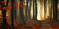 Rode herfst (landscape) van Rigo Meens thumbnail