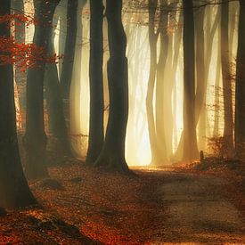 Roter Herbst (Landschaft) von Rigo Meens