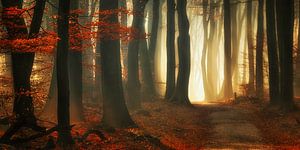 Rode herfst (landscape) van Rigo Meens