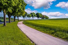 Courbe d'une route de campagne le long d'une rangée d'arbres