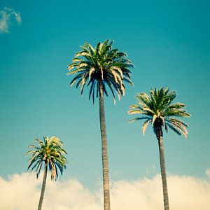 Phoenix Canariensis / Canary Island Date Palm sur Alexander Voss