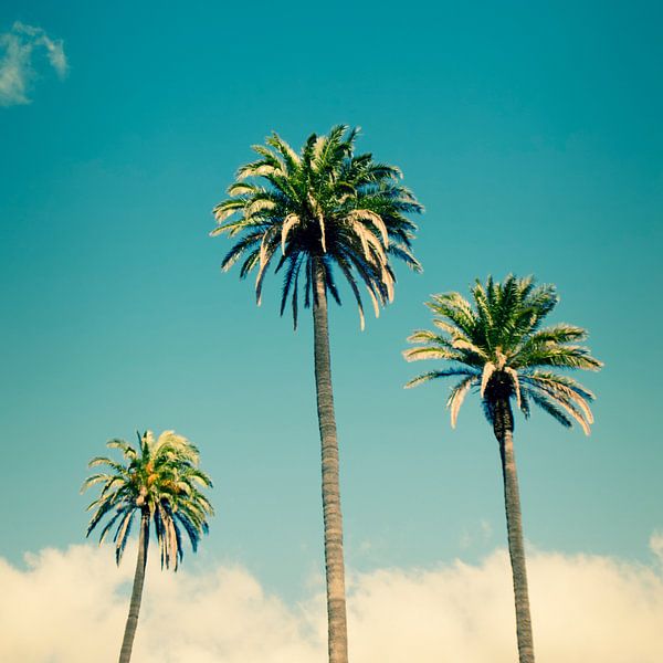 Phoenix Canariensis / Kanarische Dattelpalme von Alexander Voss