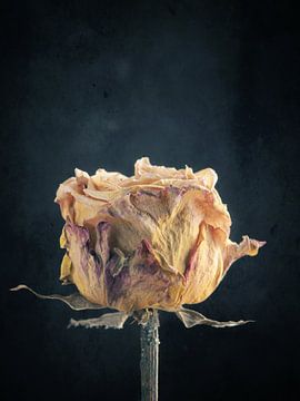 Verwelkte roos van Andreas Berheide Photography