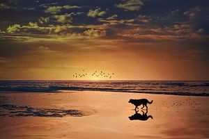 Gelassenes Strandfoto mit Labrador bei Sonnenuntergang - Magische Abendstimmung