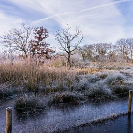 Wintermorgen in Drenthe von Lea Wever