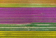 Tulpen in velden in de lente van bovenaf gezien van Sjoerd van der Wal Fotografie thumbnail