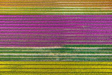 Tulips in fields during springtime seen from above by Sjoerd van der Wal Photography