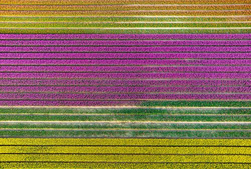 Tulpen in velden in de lente van bovenaf gezien