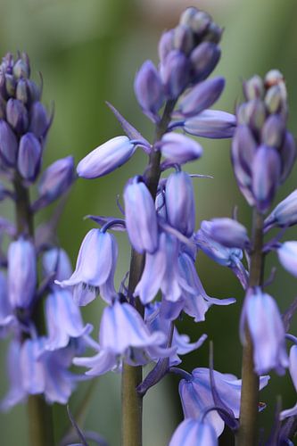 Blue hyacinth