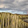 Cactussen aan de zuidkust van Tenerife van Rolf Schnepp