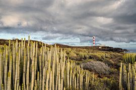 Cacti on the south coast of Tenerife by Rolf Schnepp