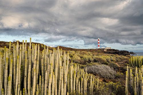 Cacti on the south coast of Tenerife