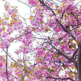 Bloesem in roze 4 by Wen van  Gampelaere