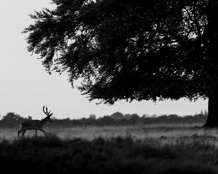 Jong edelhert zwartwit van Roy Kreeftenberg