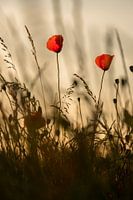 Blooming poppies