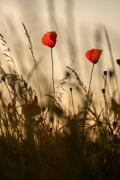 Blooming poppies by Moetwil en van Dijk - Fotografie