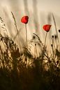 Blooming poppies by Moetwil en van Dijk - Fotografie thumbnail
