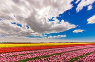 Feld mit Tulpen von mike van schoonderwalt Miniaturansicht