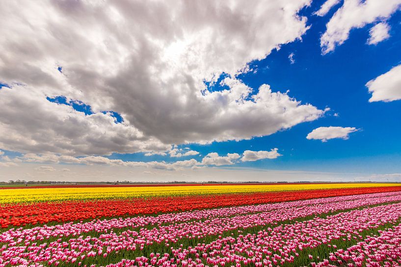 Feld mit Tulpen von mike van schoonderwalt