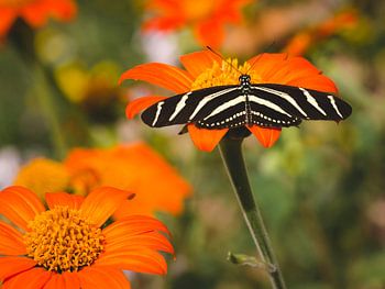 Zebra-Schmetterling auf einer Blume (Passionsblumen-Schmetterling), weicher Hintergrund