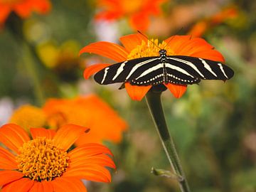 Zebravlinder op een bloem (Passiebloemvlinder), zacht achtergrond van Jolanda Aalbers