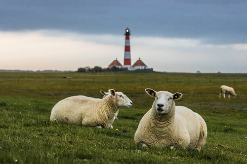 Die Wächter von Westerhever