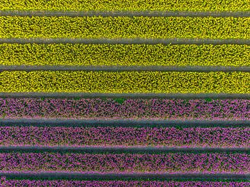 Tulips in yellow and purple in agricultural fields during springtime by Sjoerd van der Wal
