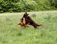 Rhodesian Ridgeback