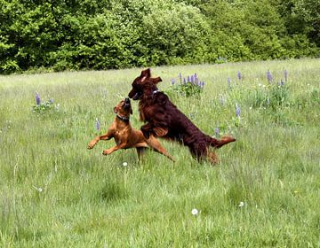 Rhodesische Ridgeback van Dagmar Behrens