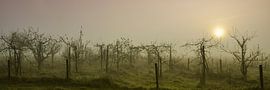 Boomgaard in de mist von Anja Jooren