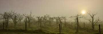 Boomgaard in de mist van Anja Jooren