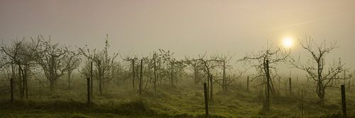 Boomgaard in de mist