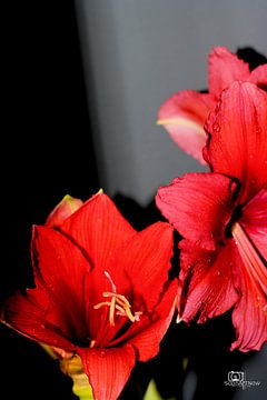 Rote Blume mit Regentropfen von SophArtNow