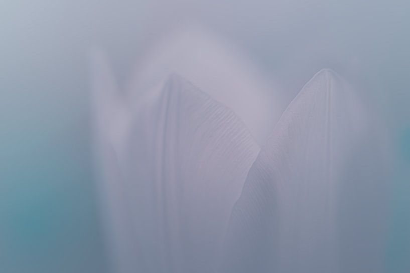 Tulpe 1 von Piotr Aleksander Nowak