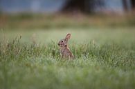 Kaninchen zwischen den Gräsern am frühen Morgen von Maarten Oerlemans Miniaturansicht