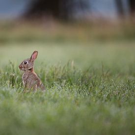 Lapin entre les herbes au petit matin sur Maarten Oerlemans