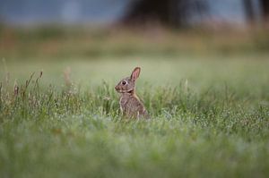 Konijn tussen het gras in de vroege ochtend
