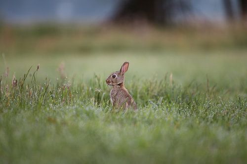 Kaninchen zwischen den Gräsern am frühen Morgen